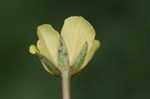 Creeping waterprimrose